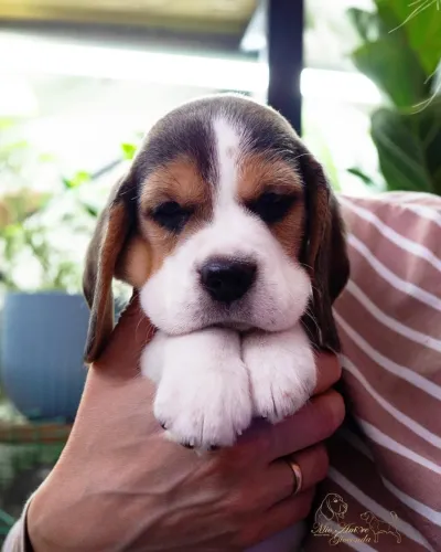 Beagle tricolor Vendas / Filhotes 