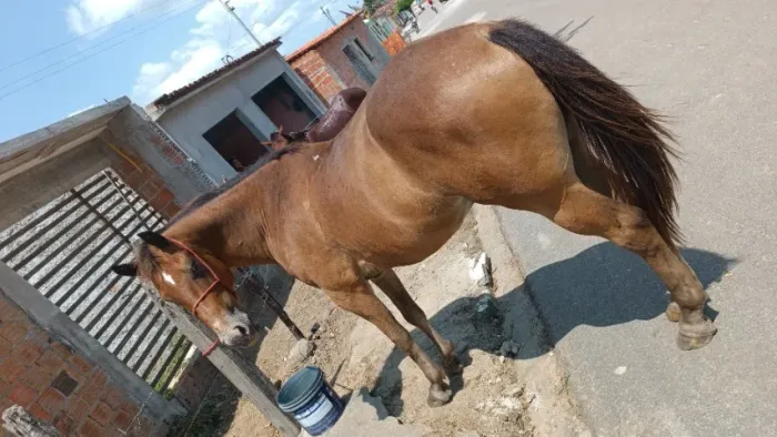 Vendo cavalo