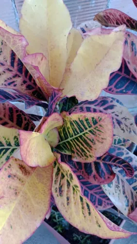 Croton Exuberante - Cores Vibrantes!
