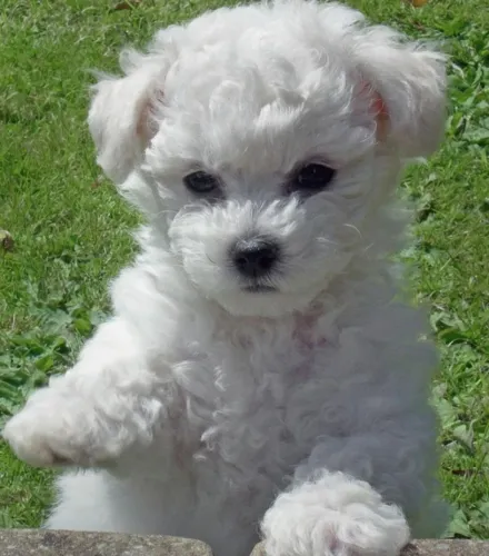 Bichon Frisé -- cães pequenos e fofos 