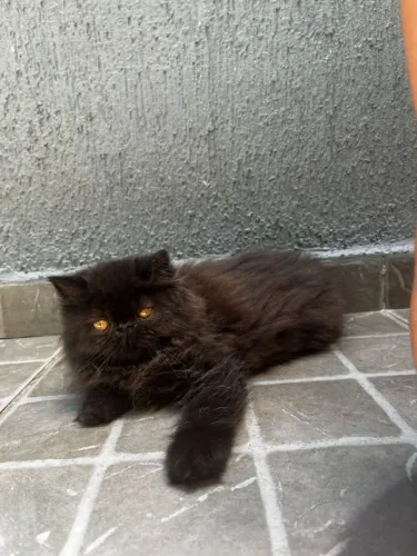 Persa fêmea Black disponível