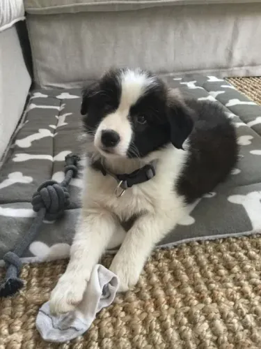 Border Collie Filhotes Fofos na Cor Preto com Branco