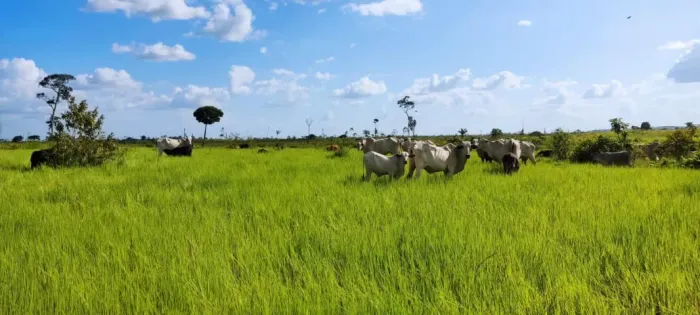 425 hectares há 140 km de Belém fazenda pronta 225 hectares de pasto R$ 47 mil o alqueire