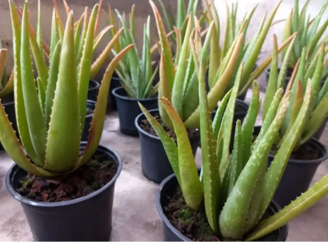 Aloe Vera