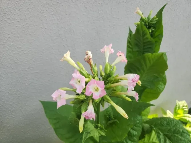 600 Sementes Tabaco Grego Basma Baixo Teor Nicotina Otímo Sabor