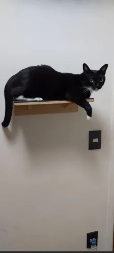 Playground para gatos com 5 prateleiras de madeira e uma cama suspensa.