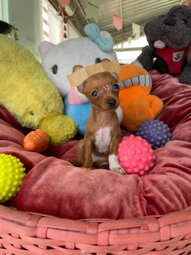 Pinscher fêmea miniatura na cor caramelo $2.500,00