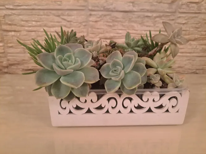 Arranjo de Suculentas em Vaso Decorativo