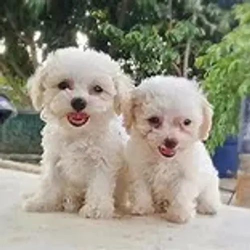 Poodle: elegância, esperteza e muito amor