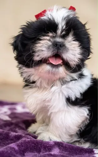 Shih tzu femea