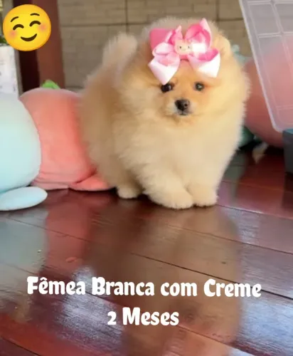 Spitz anão Fêmea
