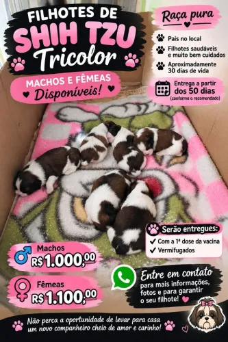 Vendo filhotes de Shitzu tricolor 