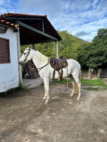 Lindo Cavalo Mangalarga Marchador castrado