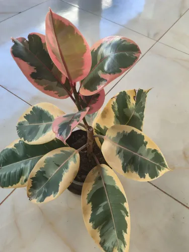 Planta Ficus Elástica Rubi e Ficus Elástica Tineke