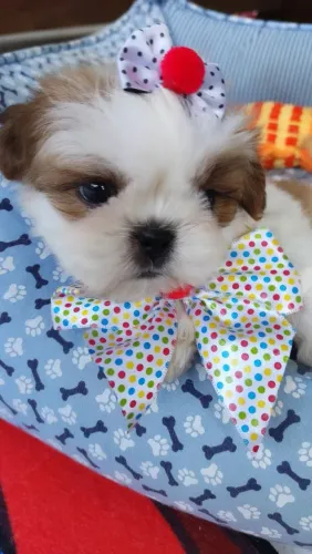 Shihtzu mini disponíveis Shitzu vacinados para Natal