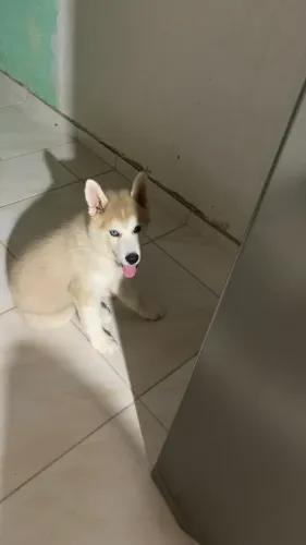 Vende se husky siberiano