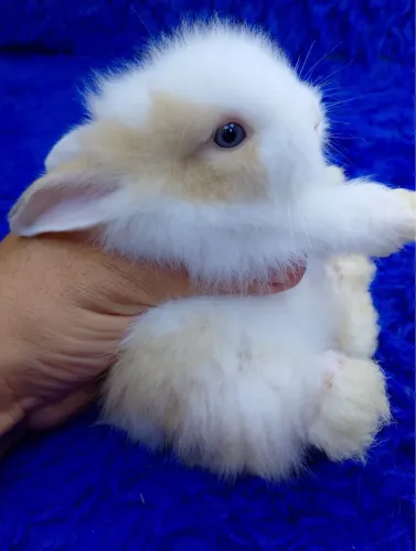Coelho Anão raça teddy