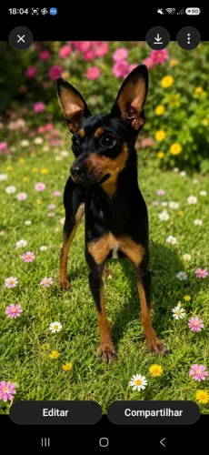Cachorro porte pequeno, Fêmea Vacinada..procura de uma lar que de Amor e atenção.