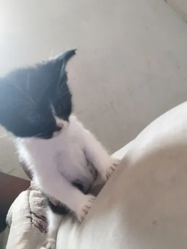 Gatinha fragola 2 meses