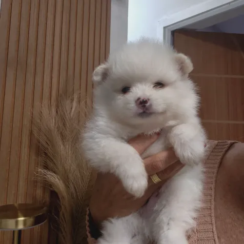 Lindo Lulu da Pomerânia macho cm pedigree canil petitzoe *