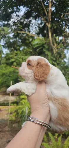 Cavalier King Charles Spaniel Macho Blenheim