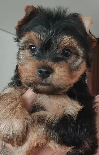 Filhote macho Yorkshire $1100