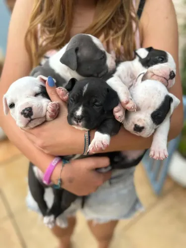 American Staffordshire Terrier (filhotes) - Canil Castel Verde