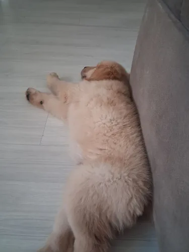 Golden retriver femea