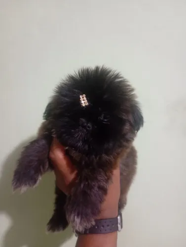 Fêmea de shih Tzu mini 