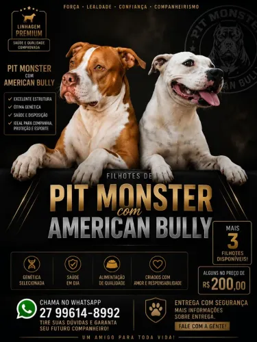 Filhote de Pit Bull para venda