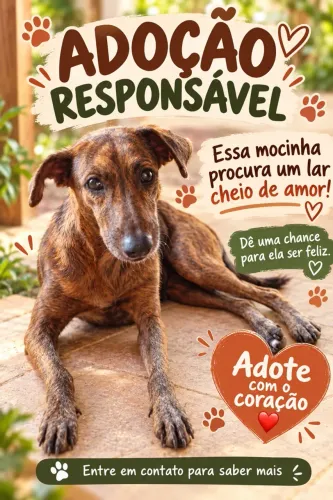 Cadela para doação