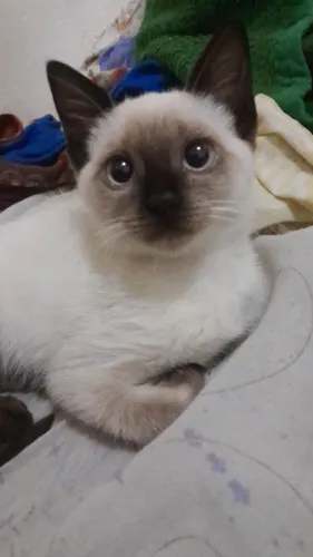 doando gatinha siamês 
