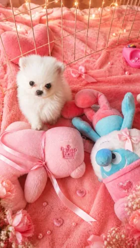 Spitz lulu