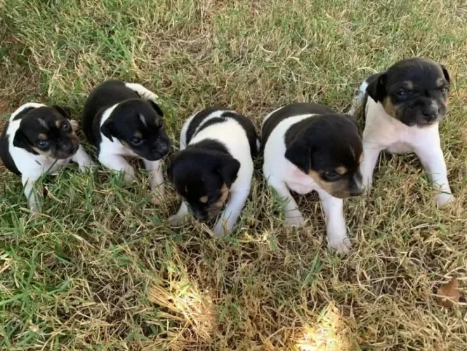 Fox paulistinha - Terrier Brasileiro