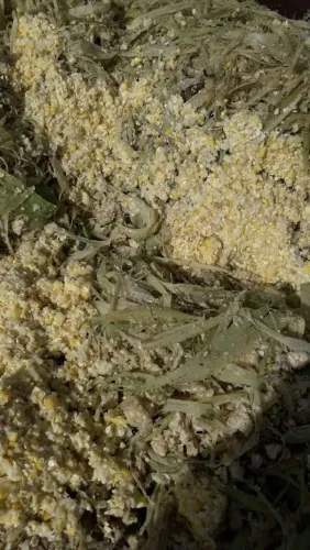 Silagem de milho da Quero de Nerópolis