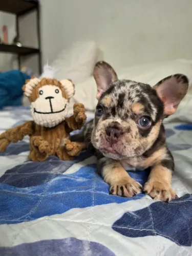 Bulldog frances Lilac Tan Merle Pedigree 