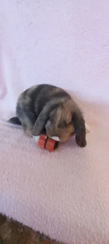 Mini Lop orelhas caídas