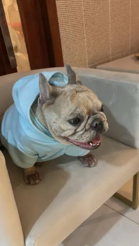 Vendo buldogue francês fêmea 