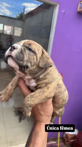 American bully com documentação