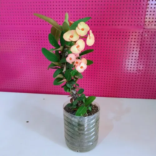 Mudas de plantas