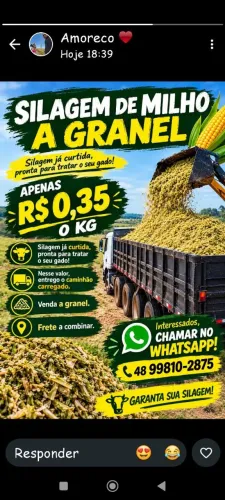 Silagem de milho ?
