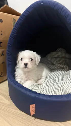 Filhote de Lhasa Apso