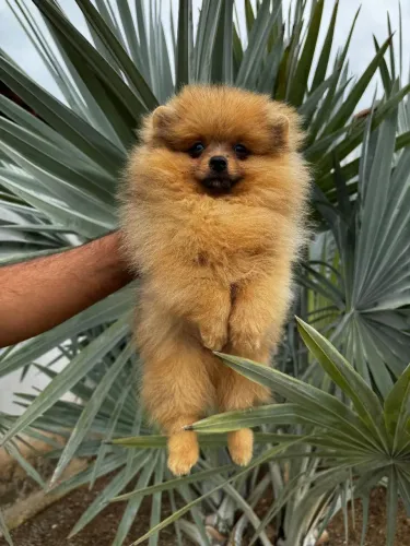 Filhote de Spitz Alemão Anão 