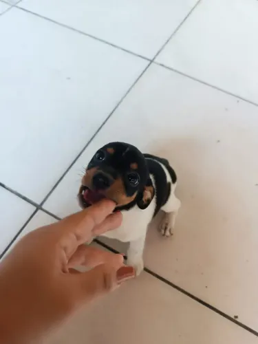 Fox Paulistinha à Venda!!