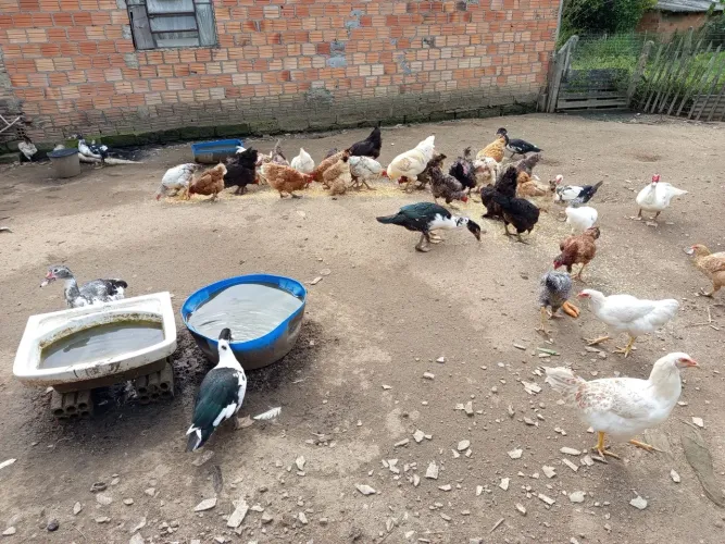 Bichos de estimação