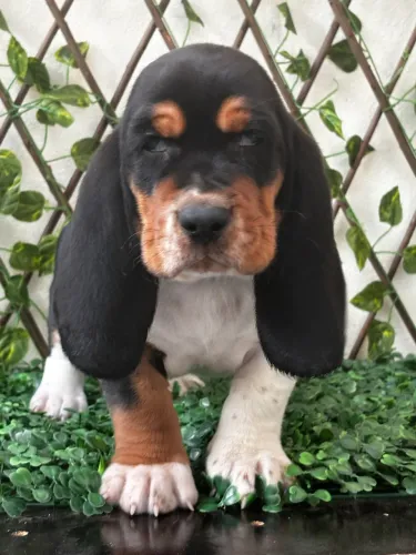 Lindos filhotes de Basset Hound 