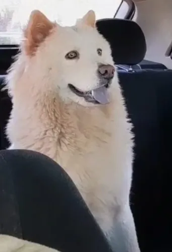 Chow Chow Branca para namorar
