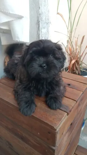 Filhote de poodle e Shitzu 3 meses machos carinhoso e brincalhão ?