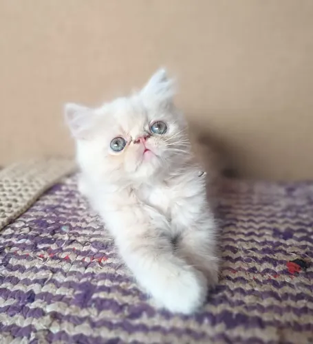 filhotes de  gato persa disponíveis 