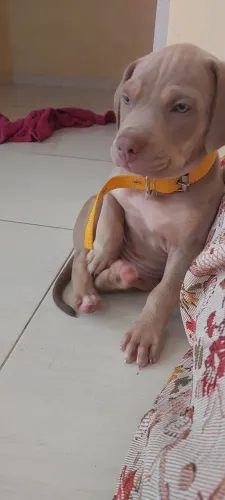 Filhote pit monster, 2 meses